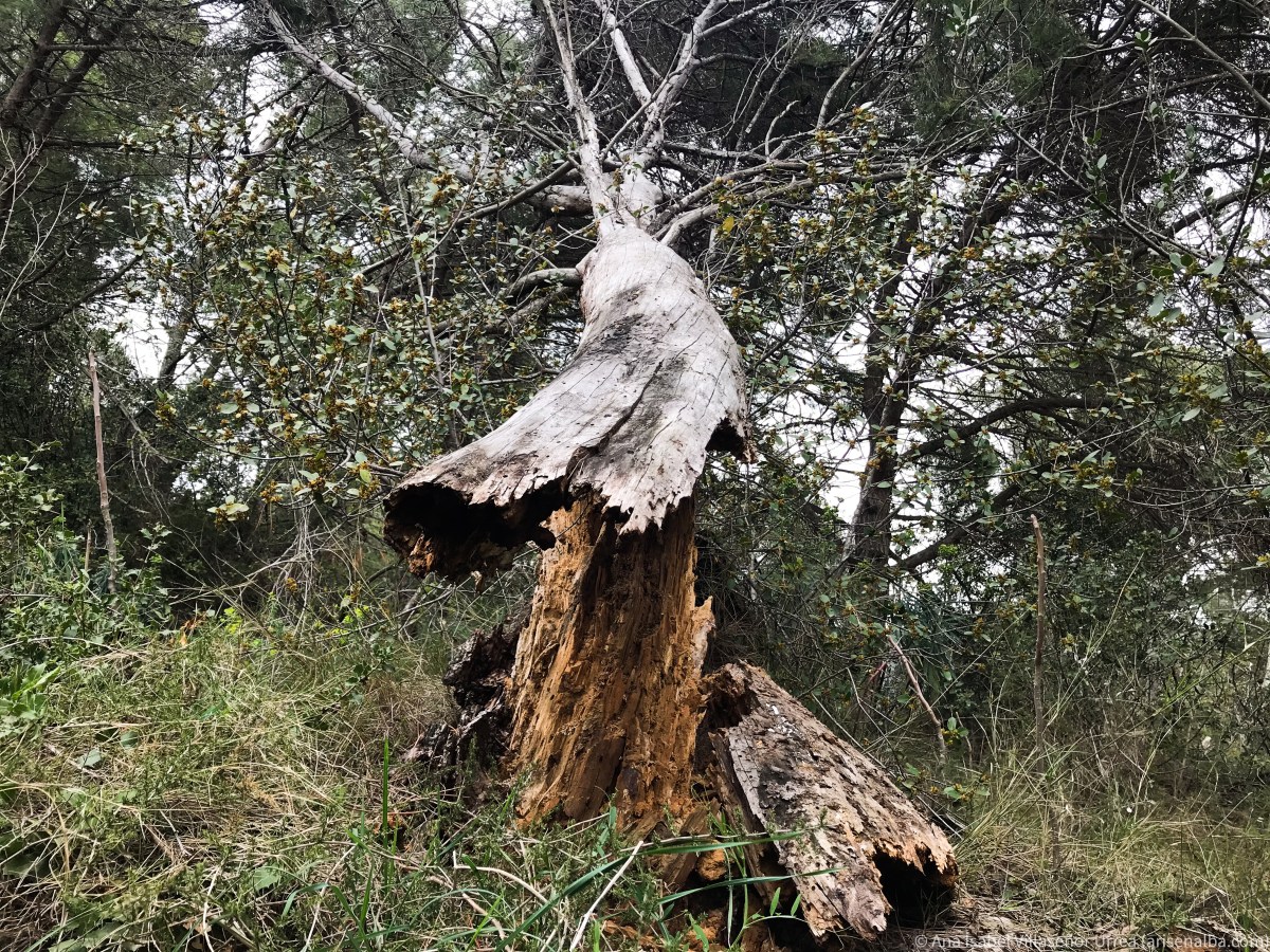 Encuentro con un árbol&nbsp;caído