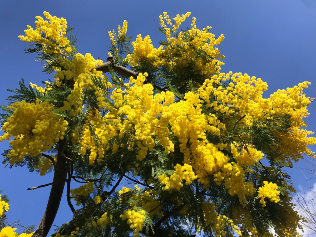 Preludio de Primavera: Acacias amarillas